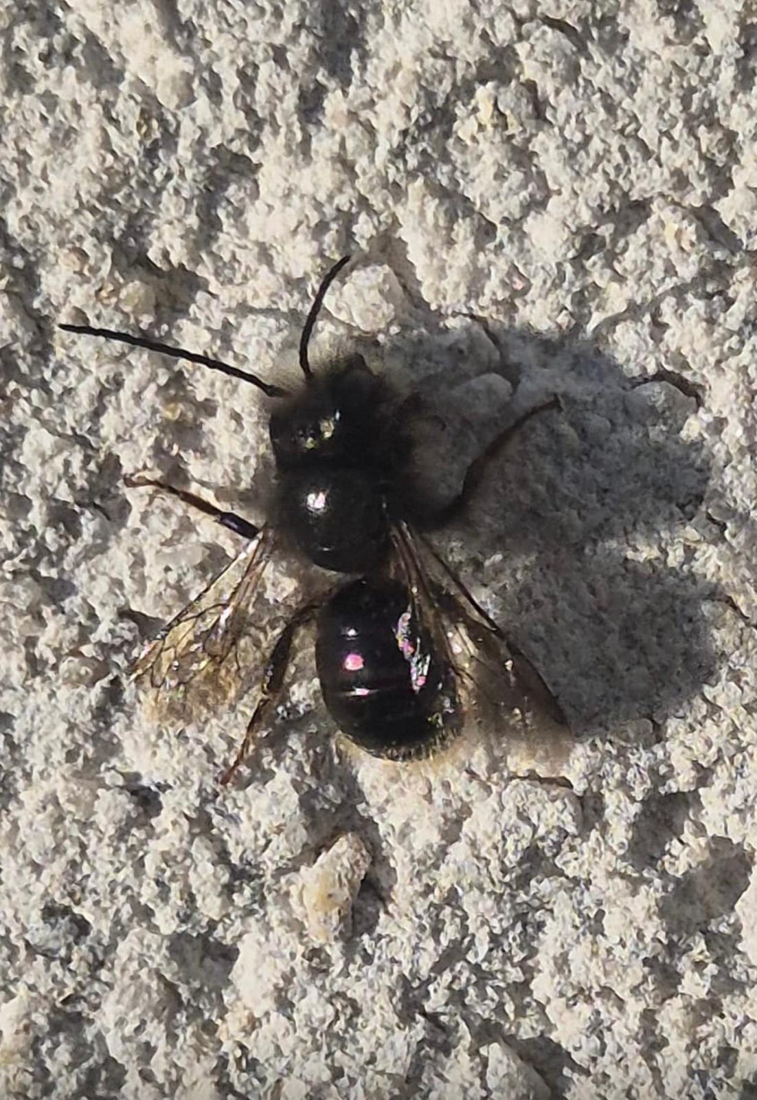 araignée