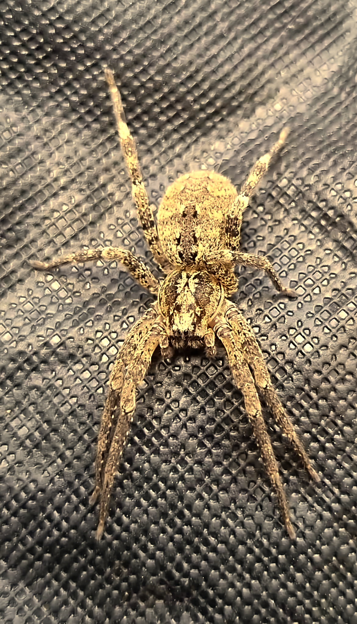 araignée