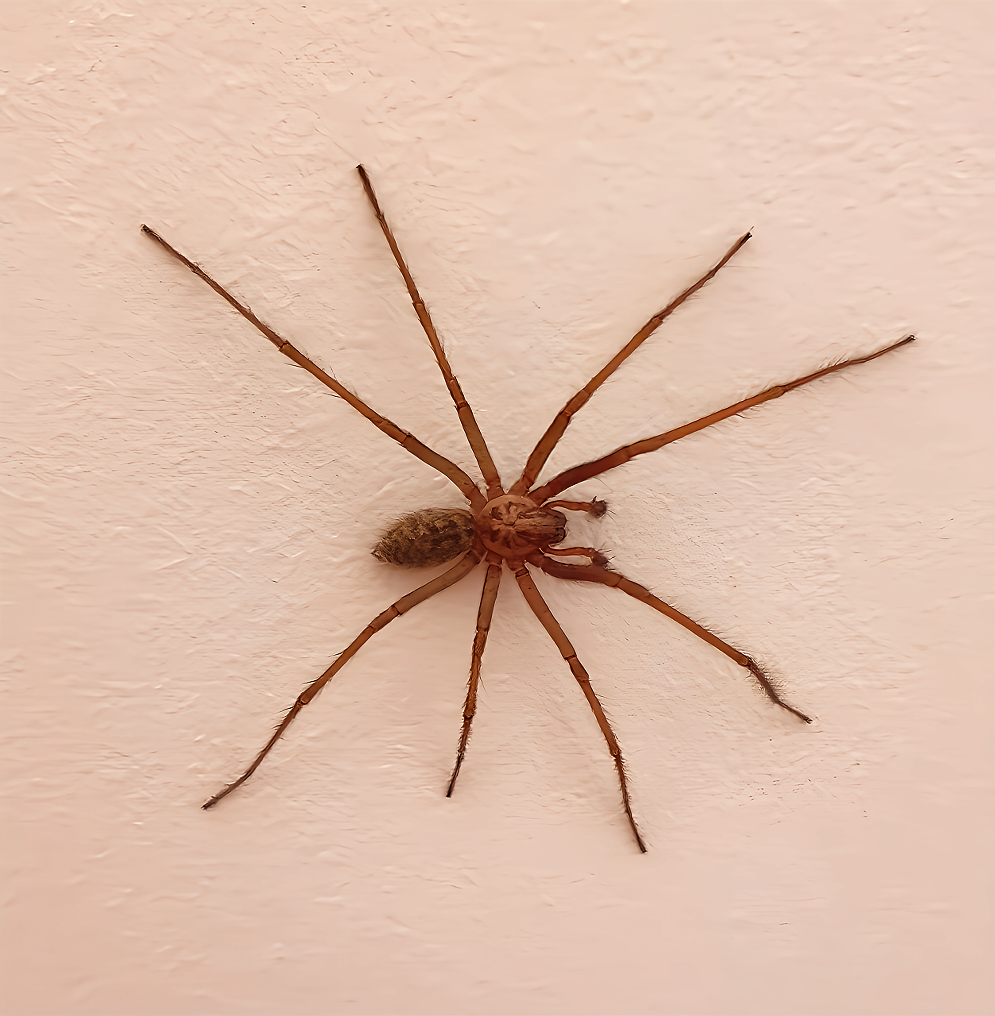Tegenaria domestica