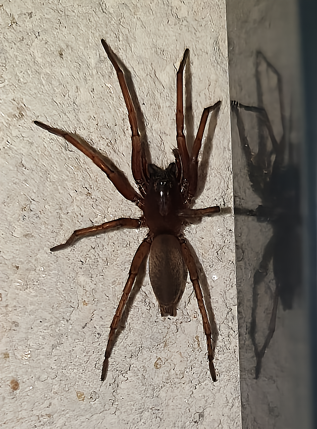 araignée