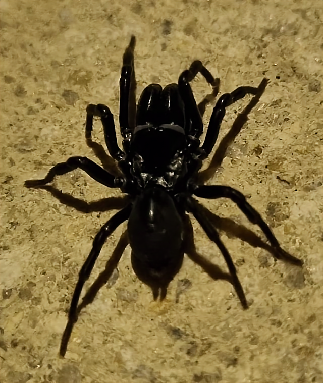 araignée