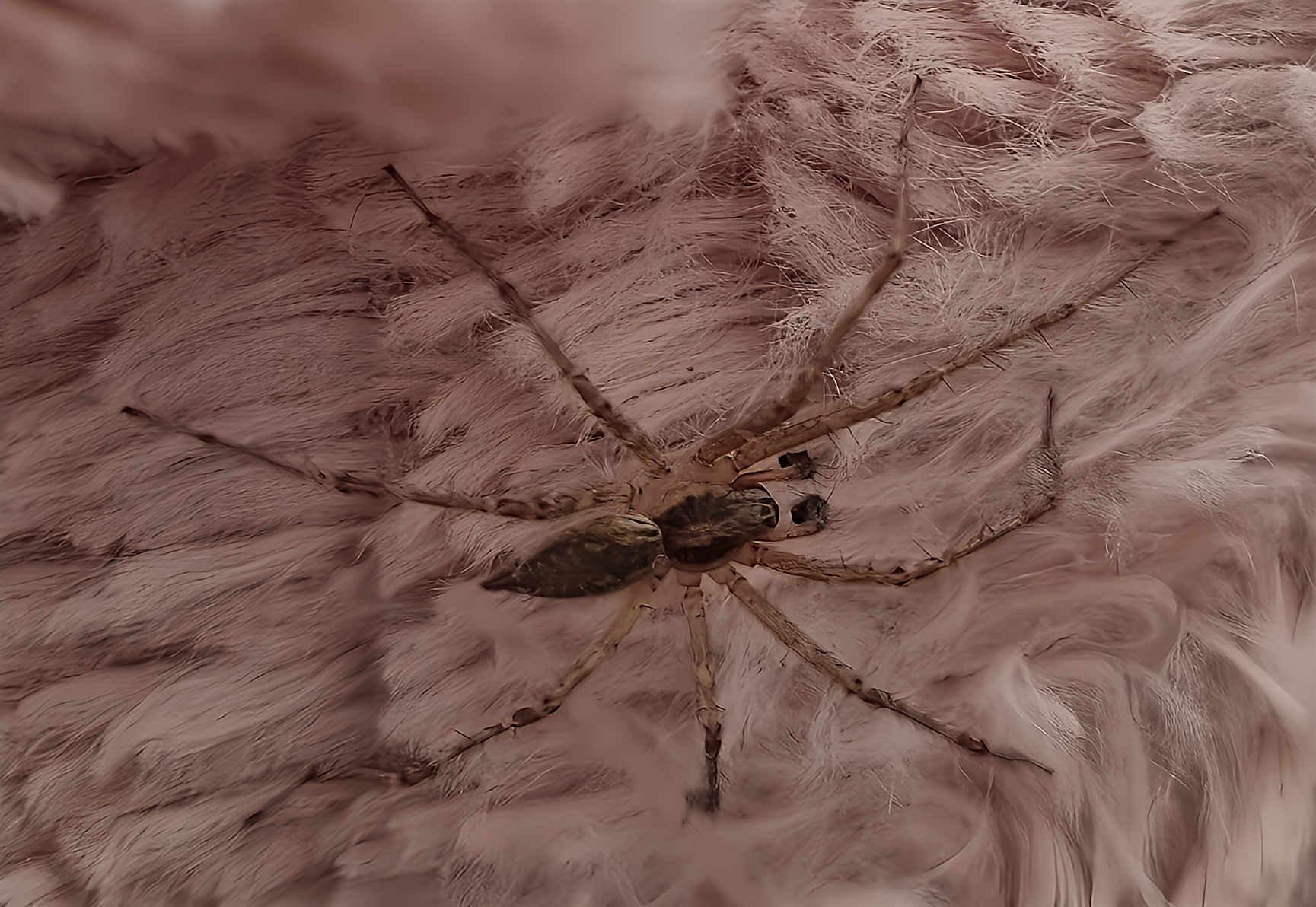 araignée