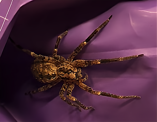 araignée