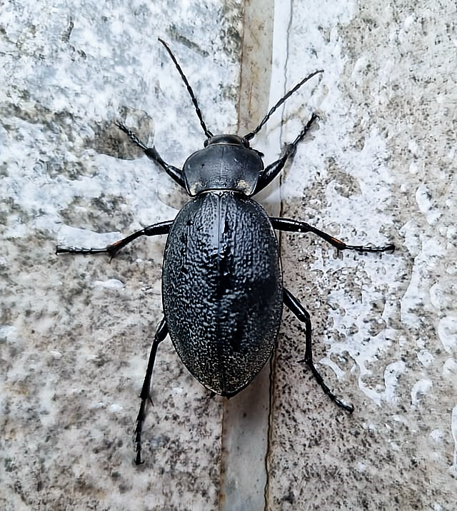 Carabus gigas