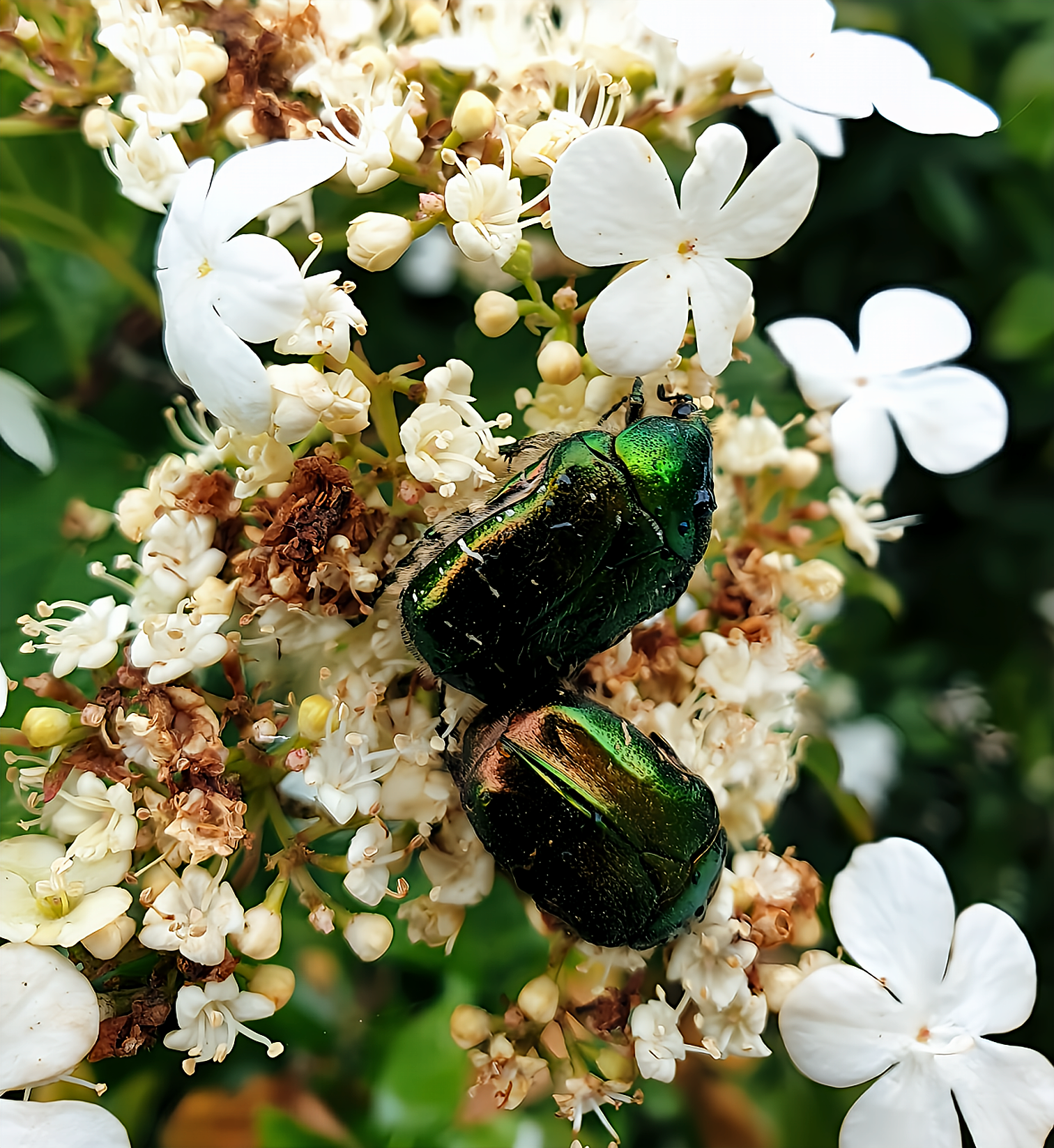 Cetonia aurata