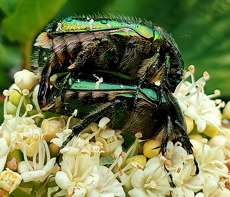 Cetonia aurata