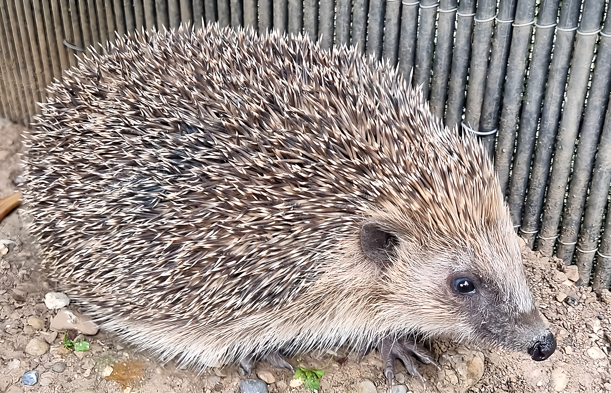 Erinaceus europaeus