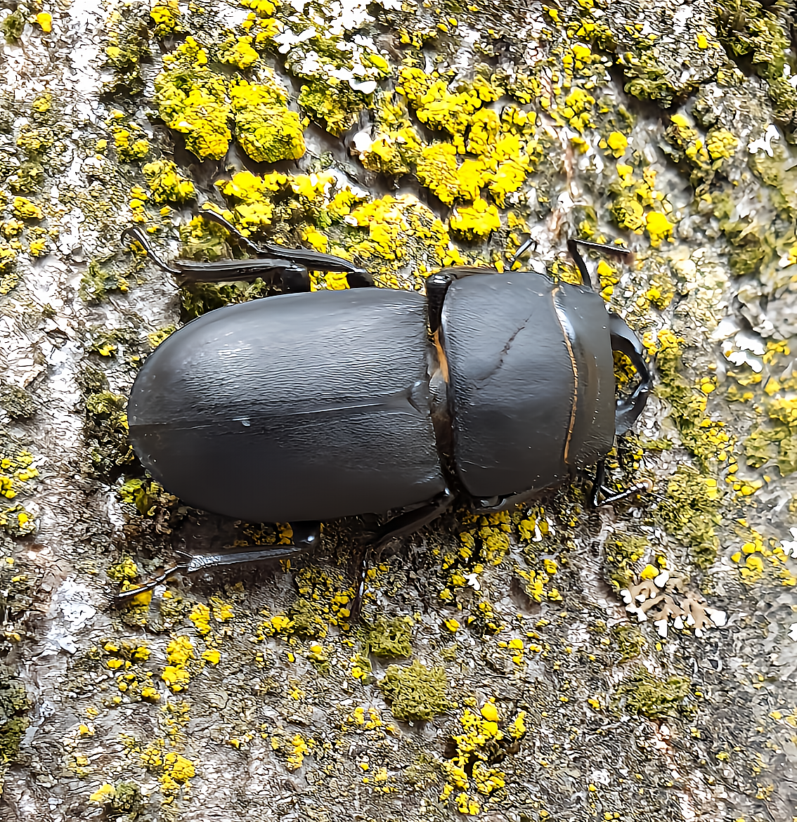 Lucanus cervus (femelle)
