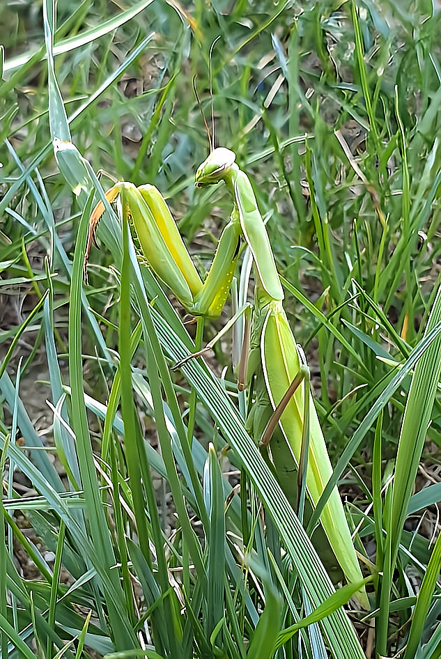 Mantis religiosa