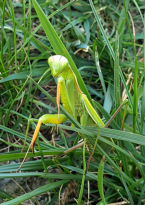 Mantis religiosa