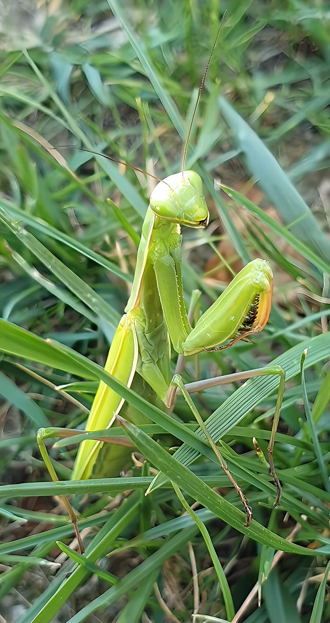 Mantis religiosa