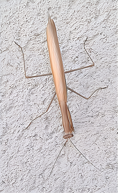 Mantis religiosa