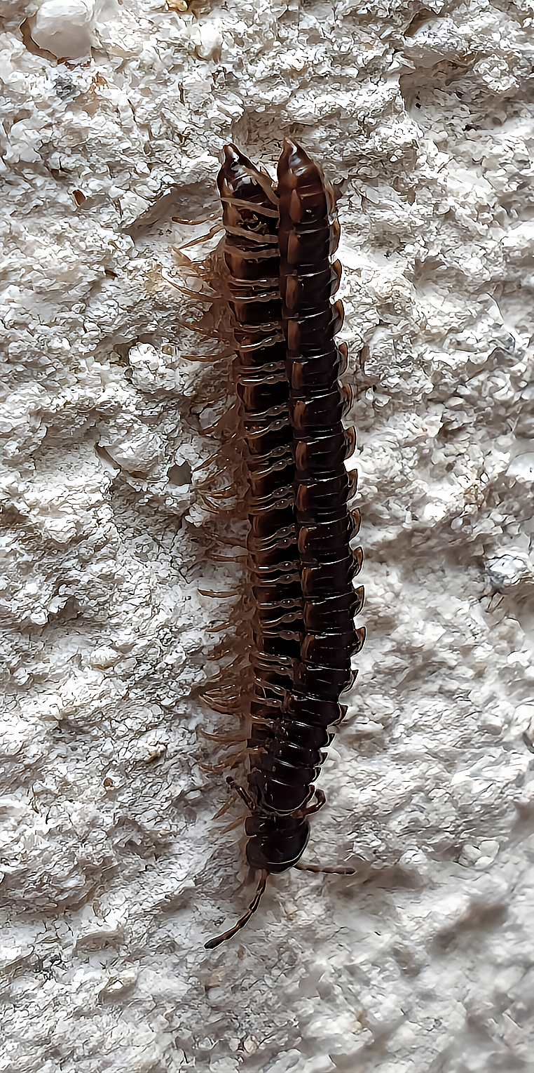 myriapode diplopode