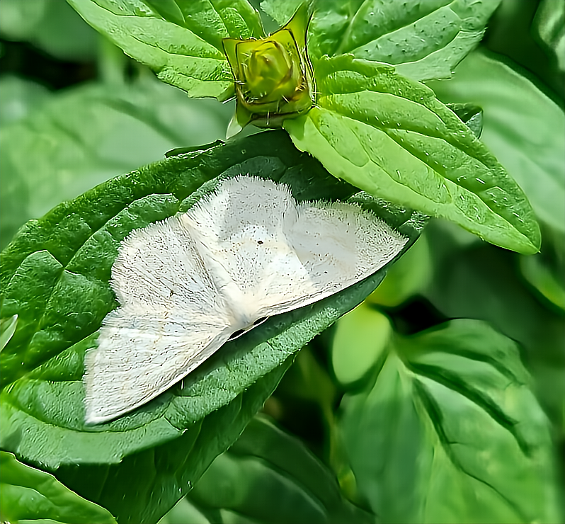 papillon