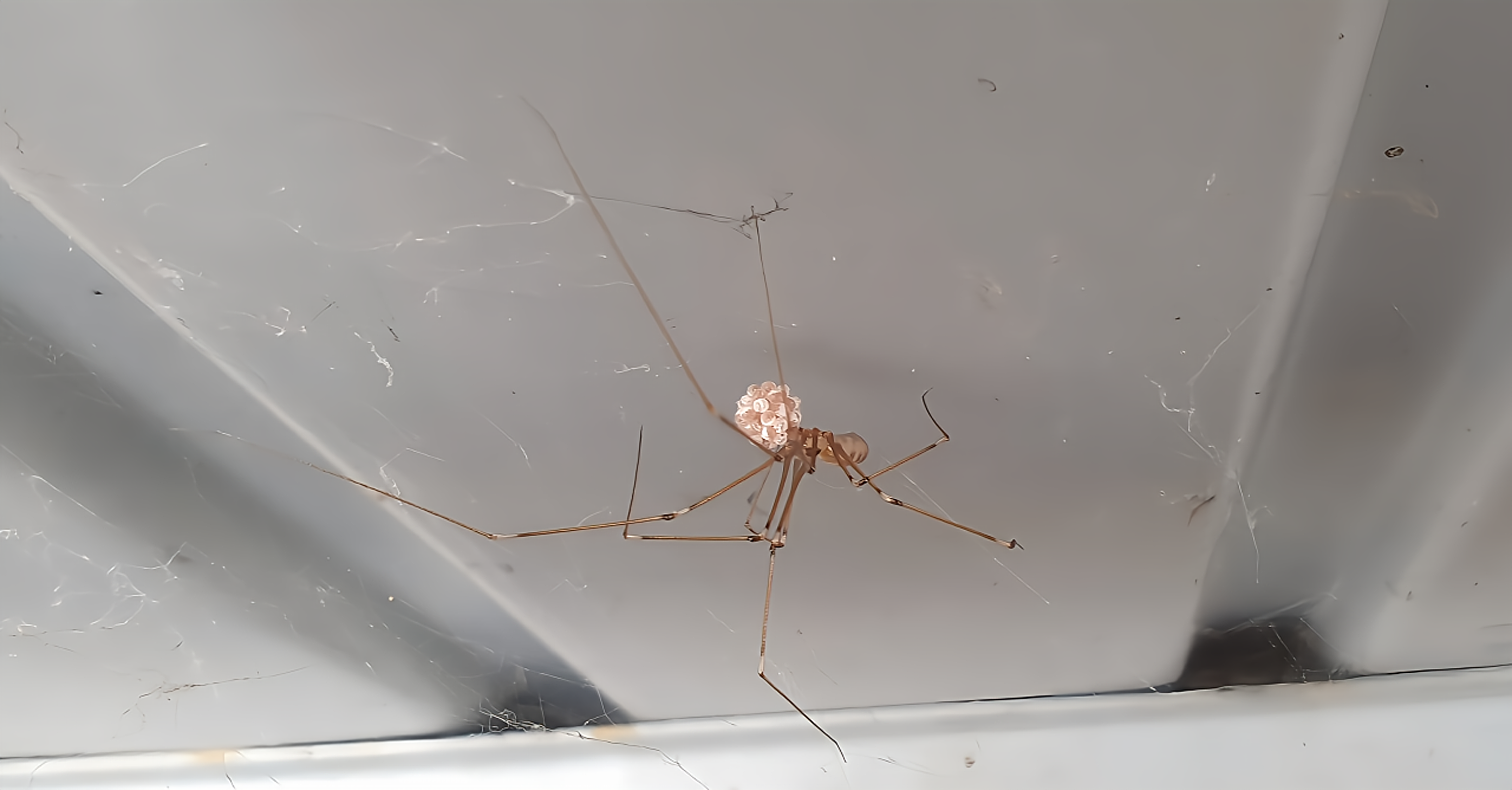 Pholcus phalangioides
