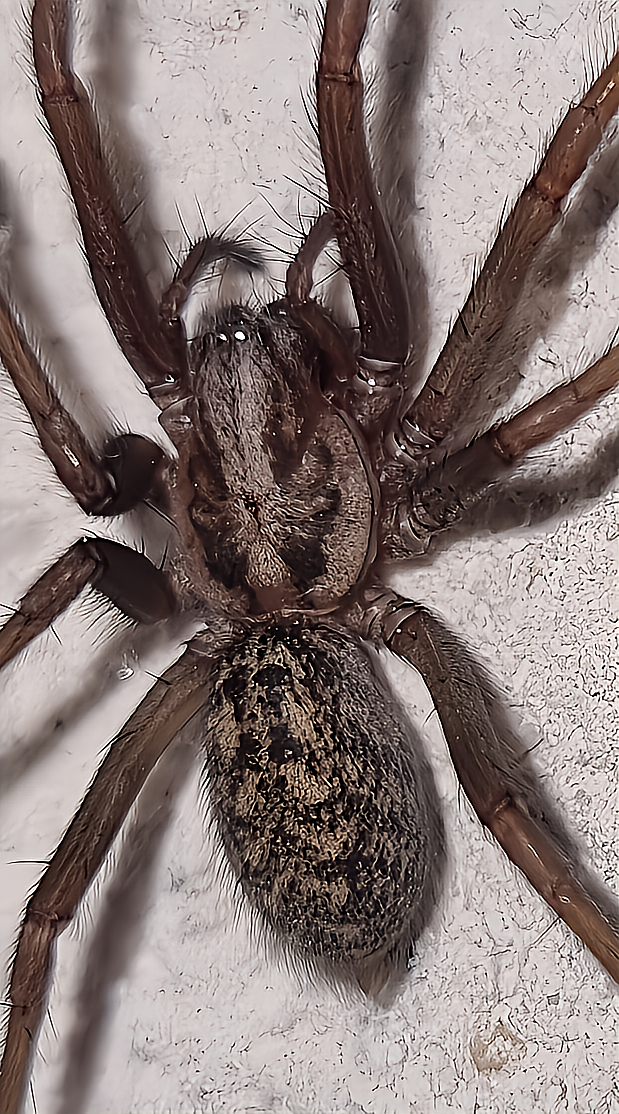 Tegenaria domestica