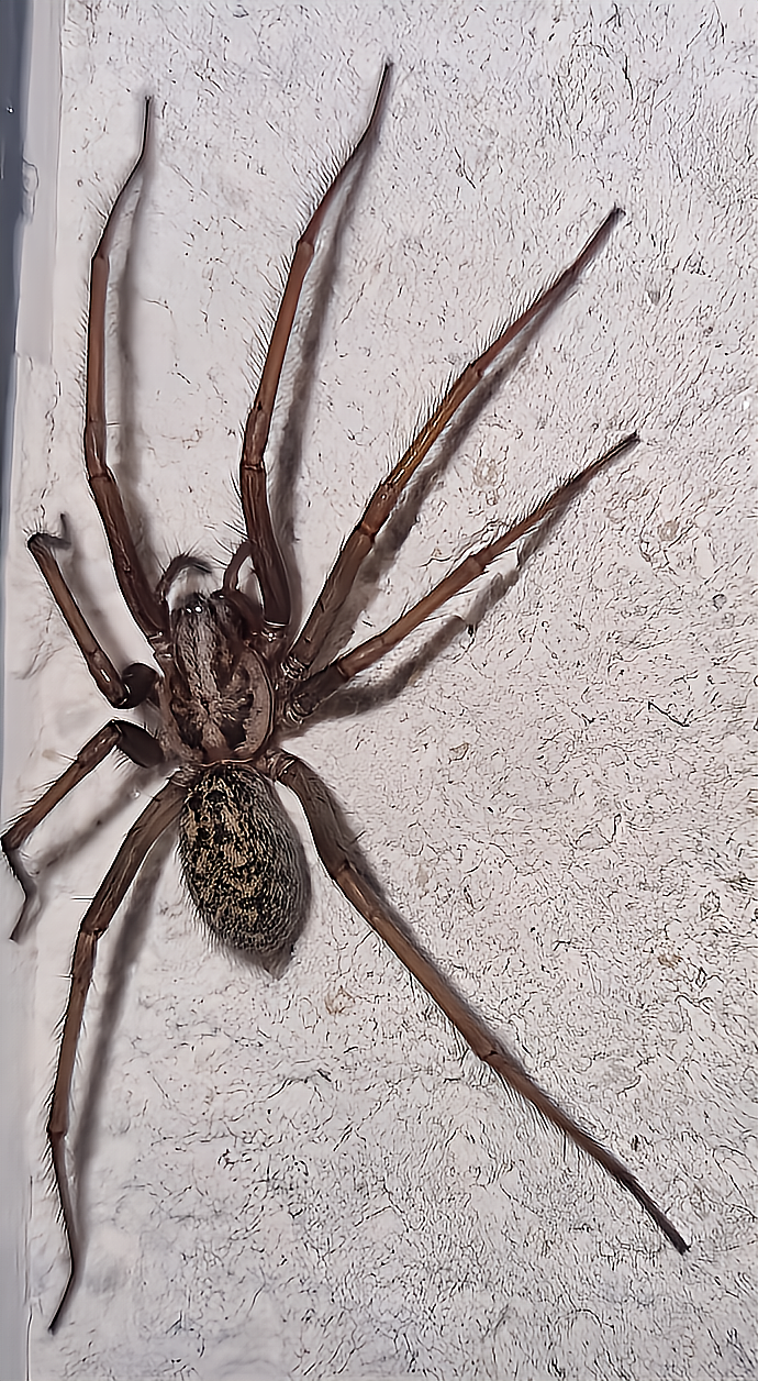 Tegenaria domestica