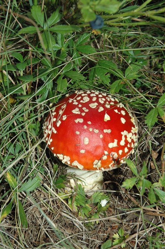 Amanita muscaria