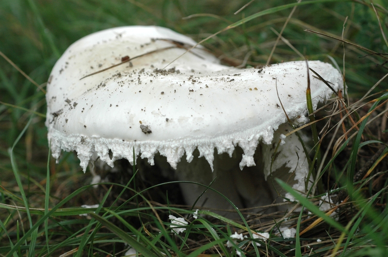 Amanita ovoidea