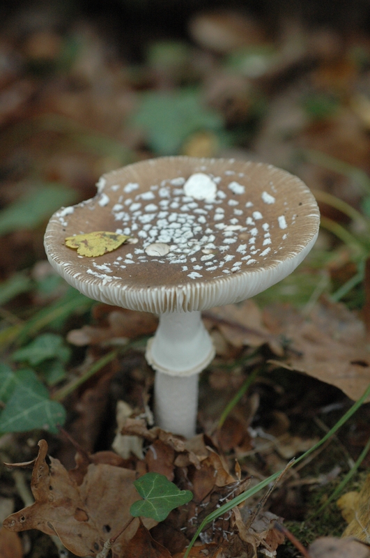 Amanita pantherina