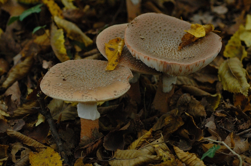 Amanita rubescens