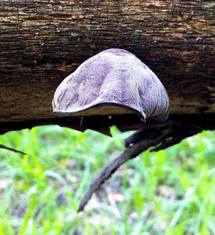 Auricularia auricula-judae