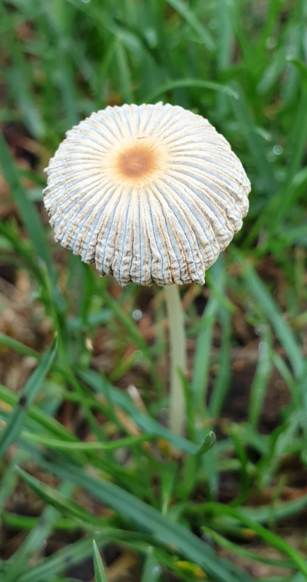 Coprinus sp.