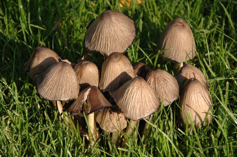 Coprinus atramentarius