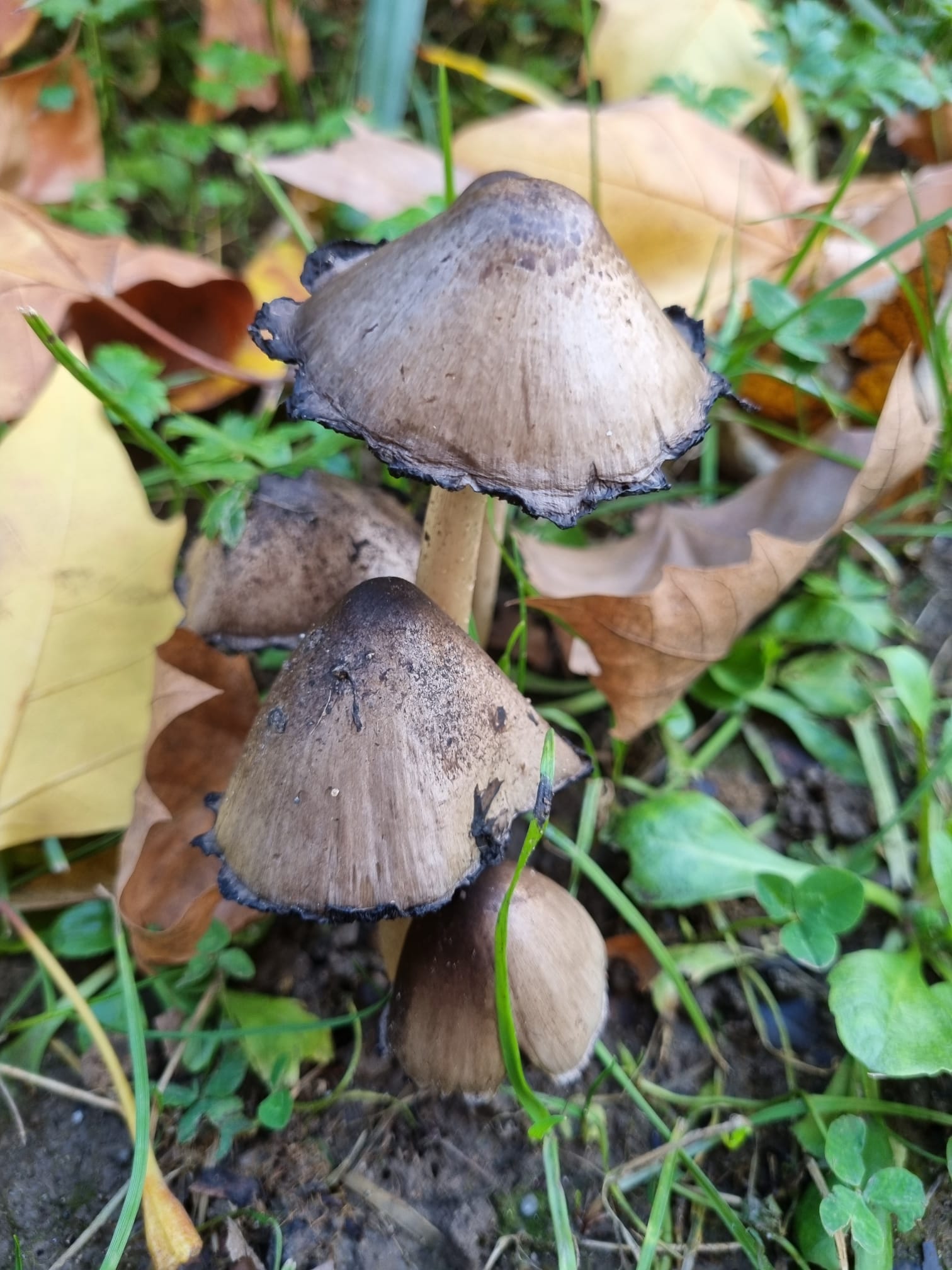 Coprinus atramentarius