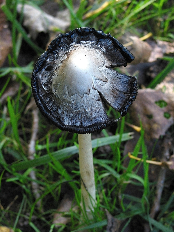 Coprinus comatus