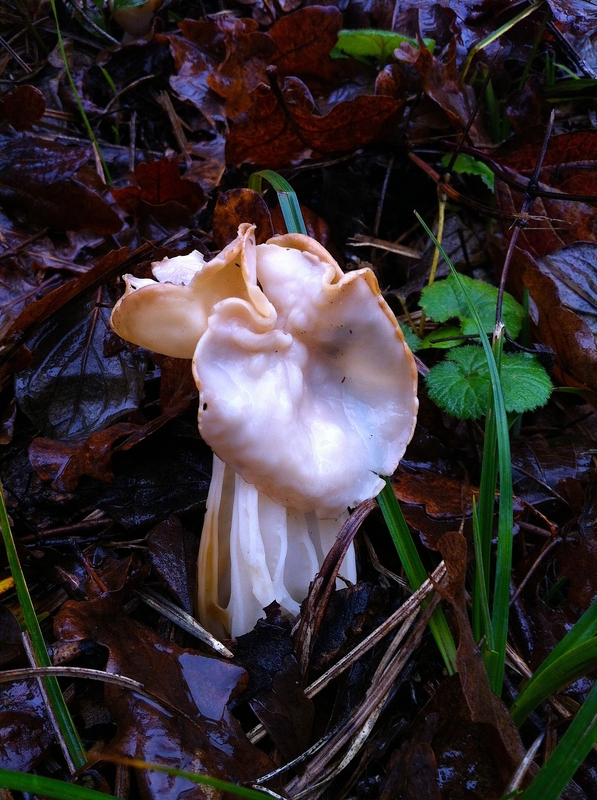 Helvella crispa