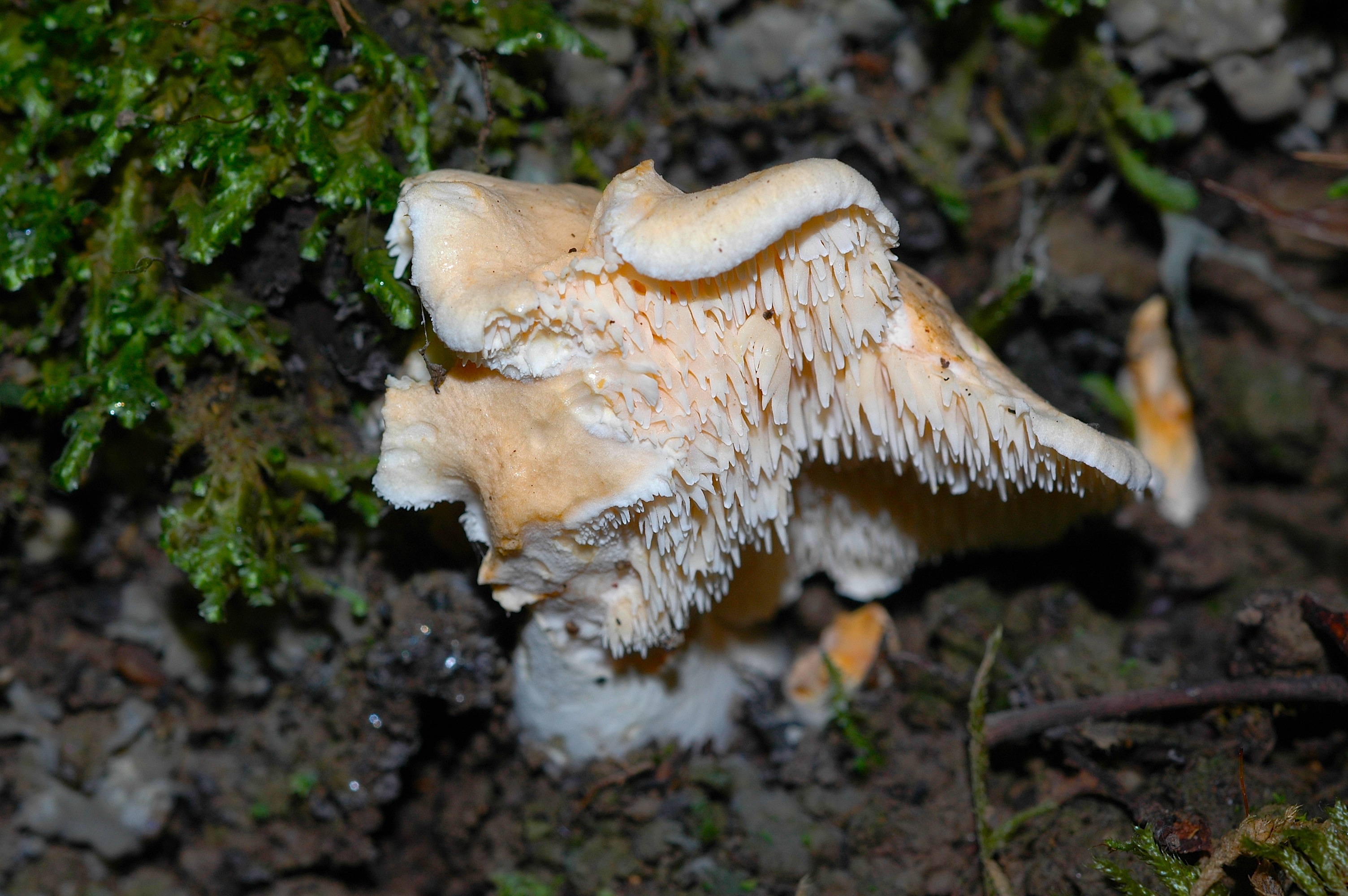 Hydnum sp.