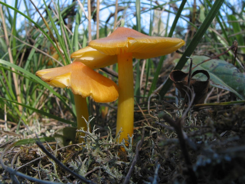 Hygrocybe sp.