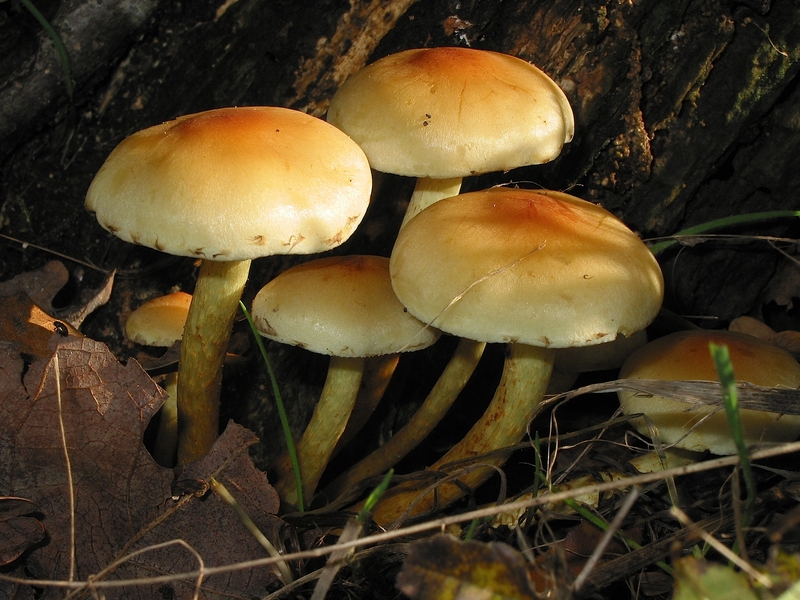 Hypholoma fasciculare