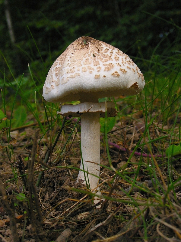 Lepiota sp.