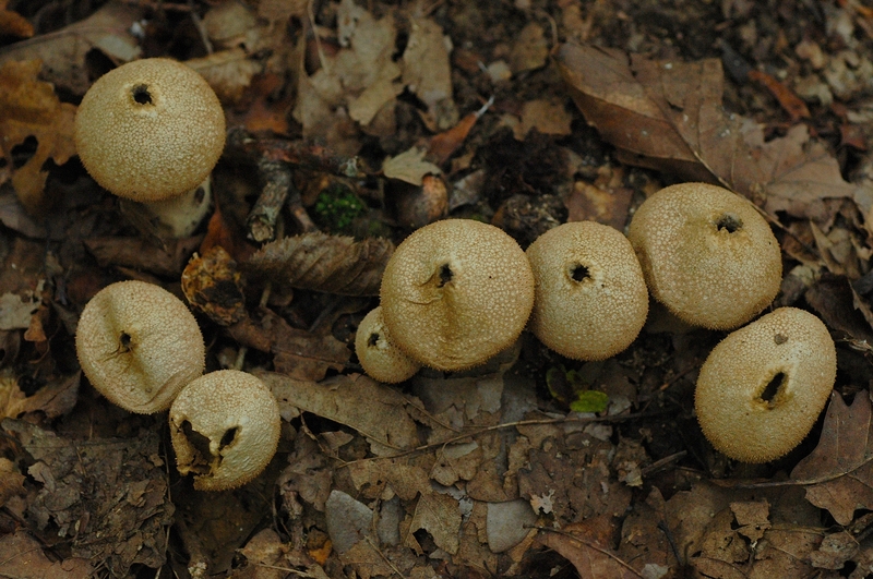 Lycoperdon perlatum