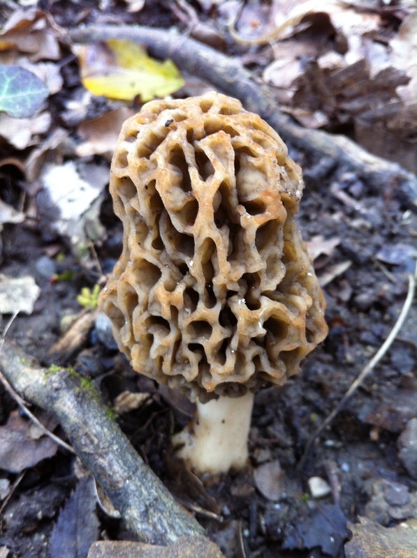 Morchella sp.