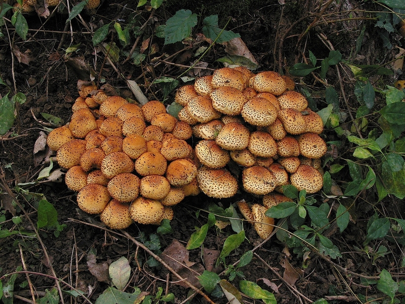 Pholiota squarrosa