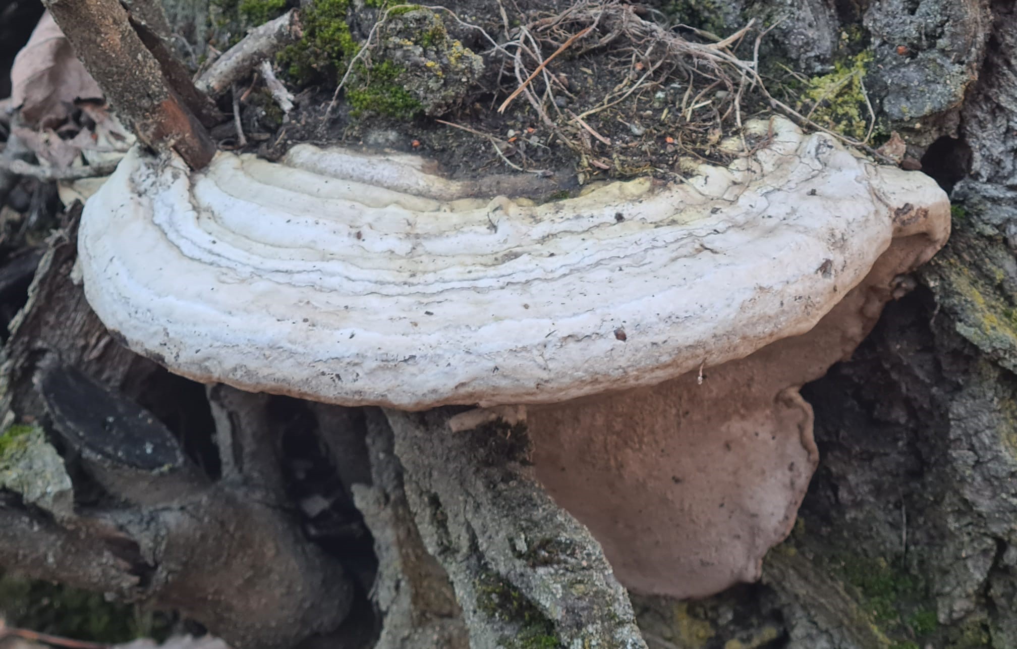 Polyporus sp.