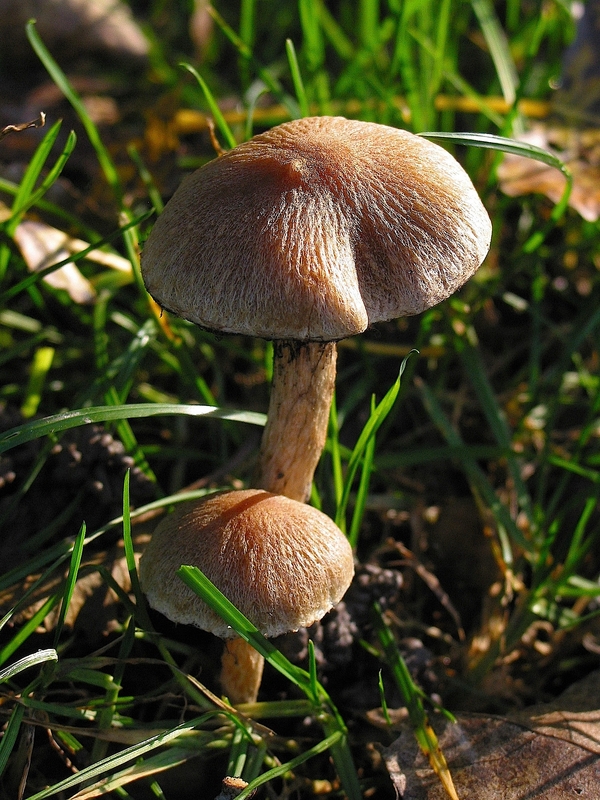 Psathyrella lacrymabunda