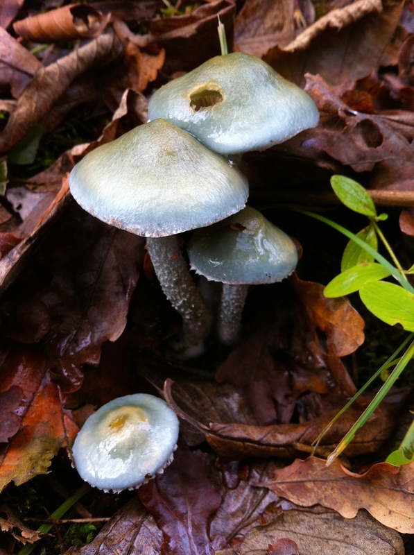 Stropharia aeruginosa