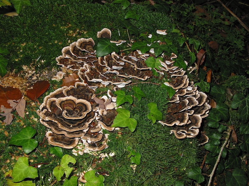 Trametes versicolor