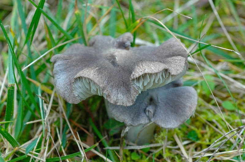 Tricholoma terreum