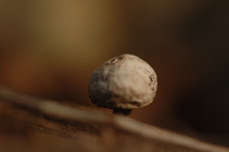 Tulostoma brumale
