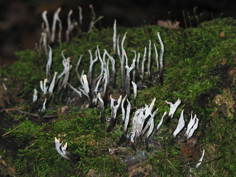 Xylaria hypoxylon