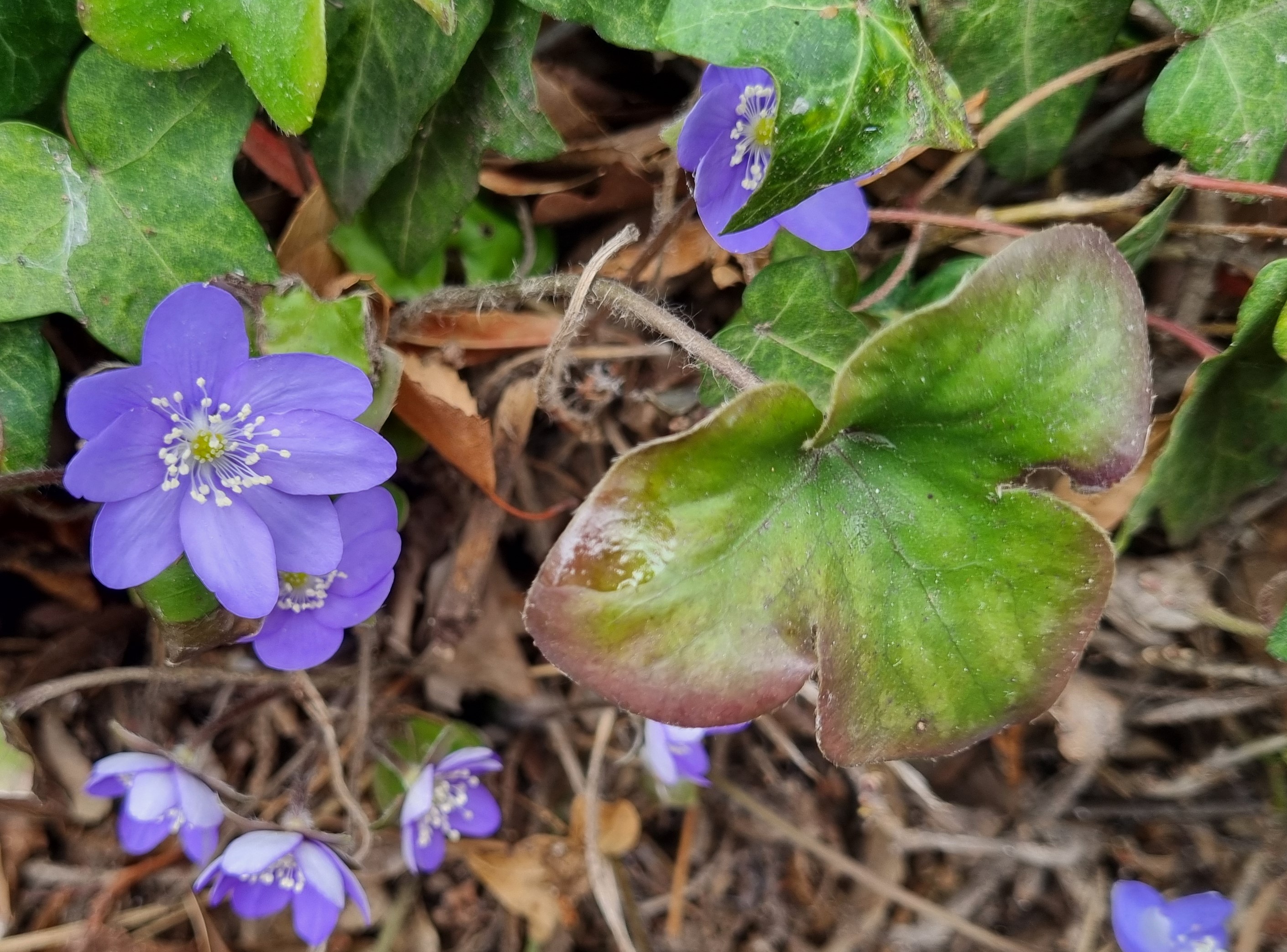 Hepatica nobilis
