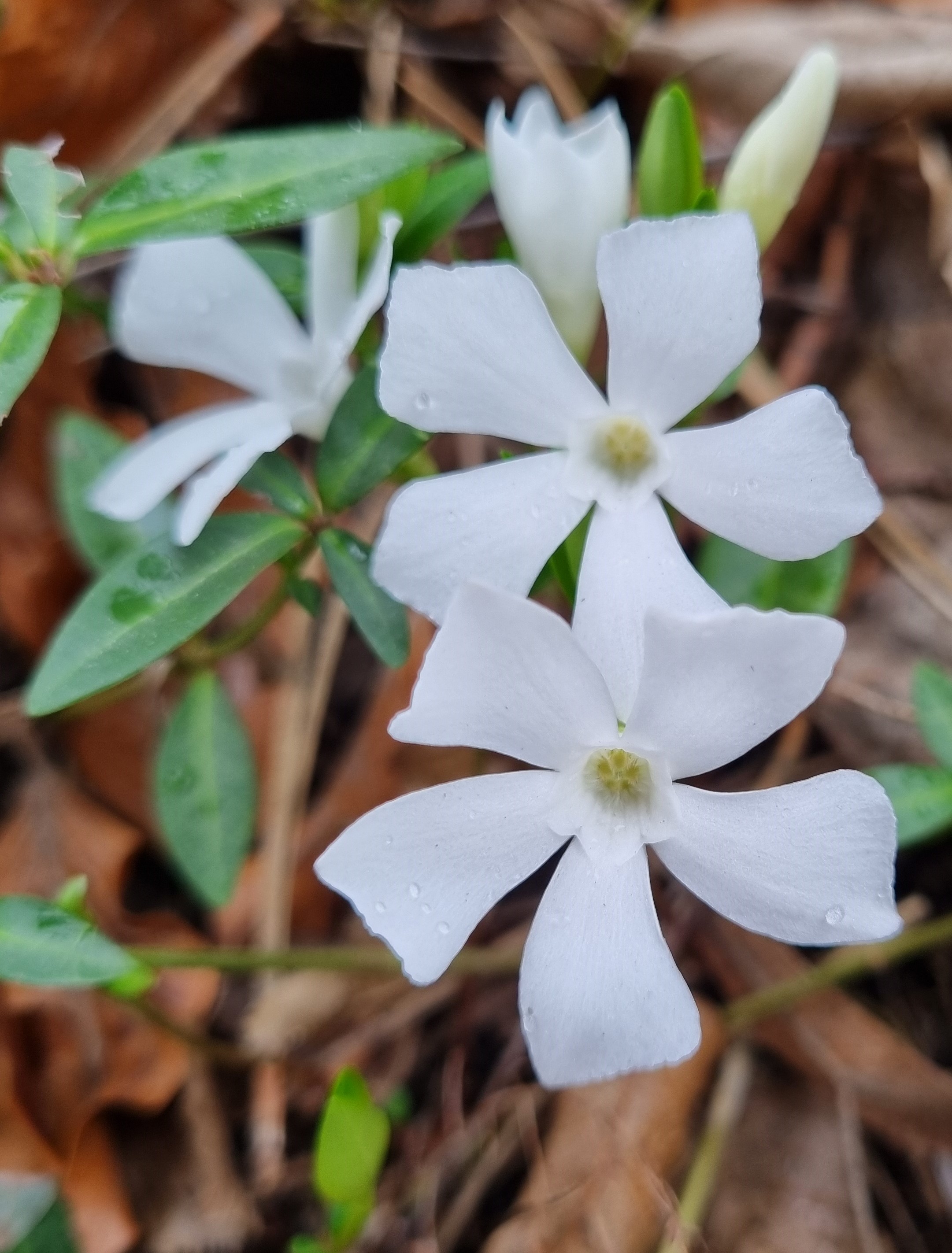 Vinca minor