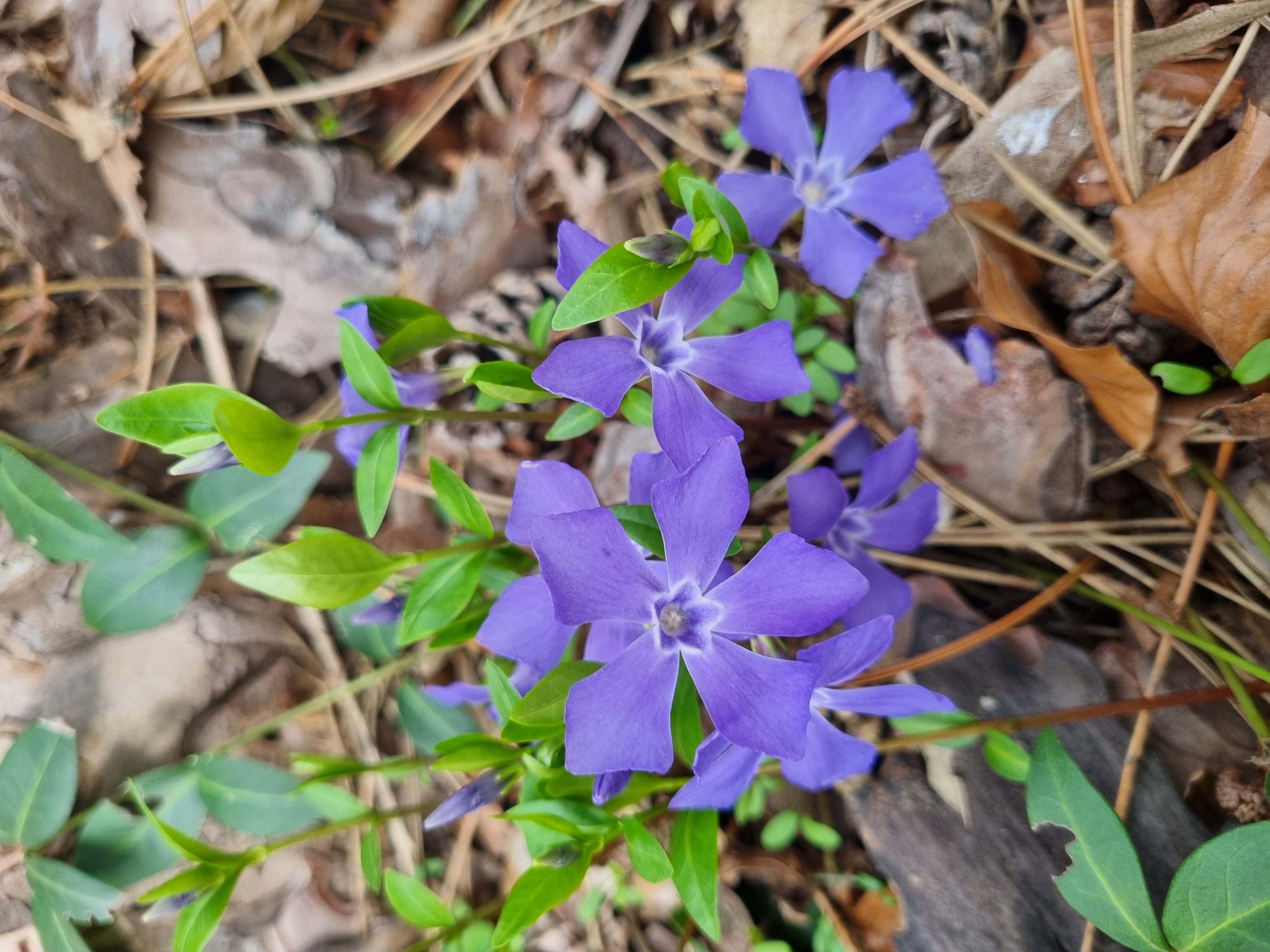 Vinca minor