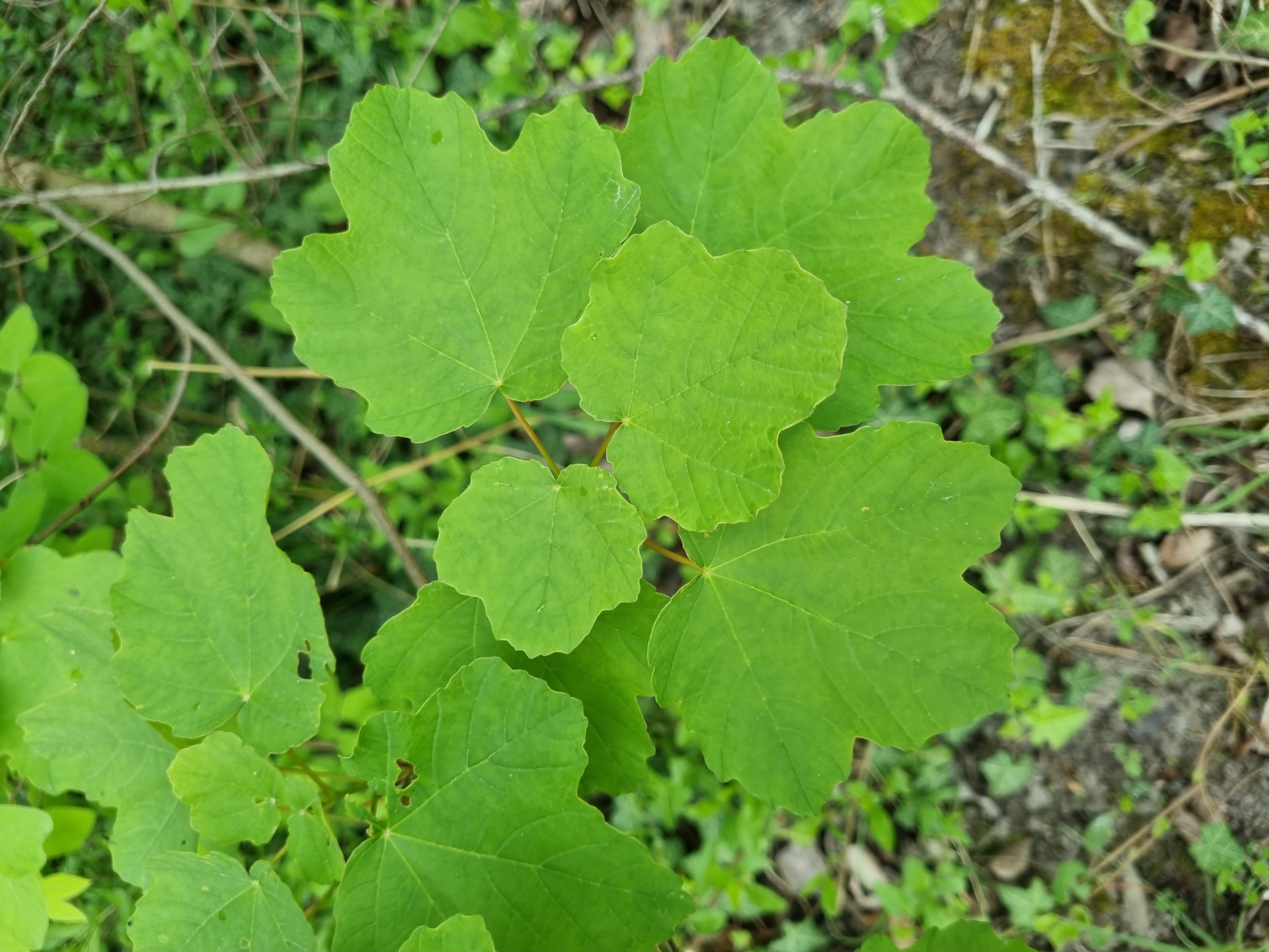 Acer opalus