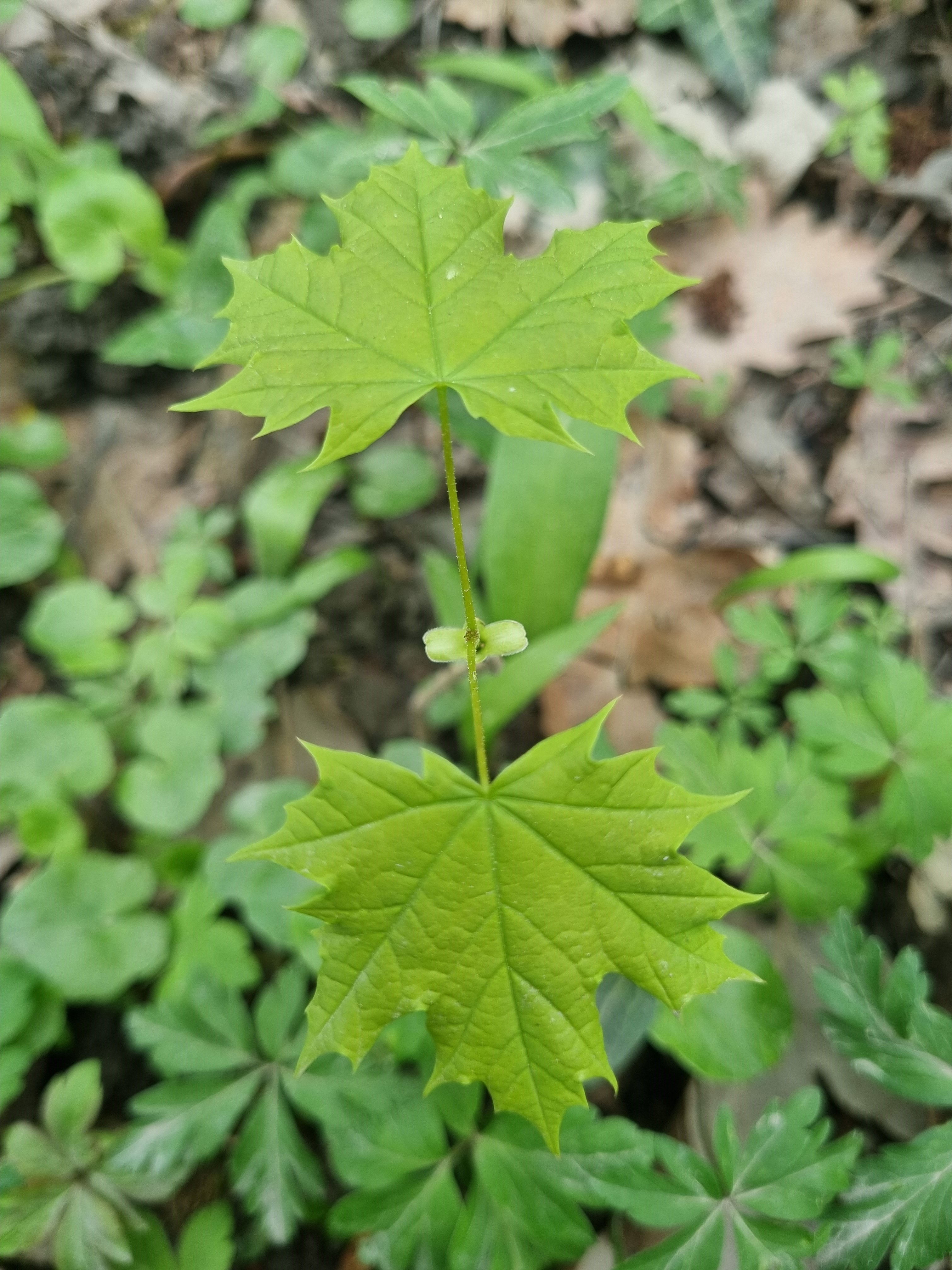 Acer platanoides